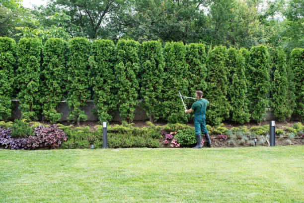 Reliable Apple Valley, MN Tree Removal and Landscaping Services Solutions